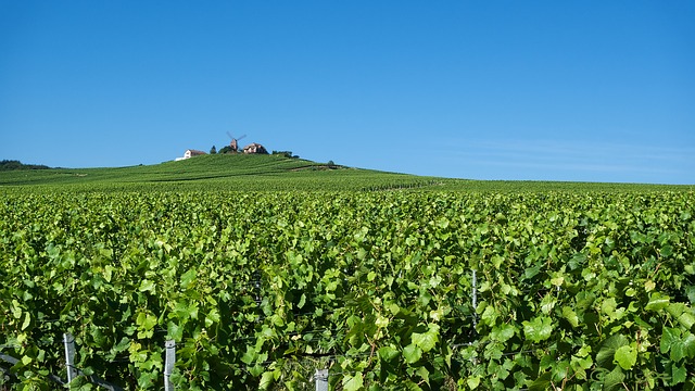 Sprawling green vineyards in Champagne