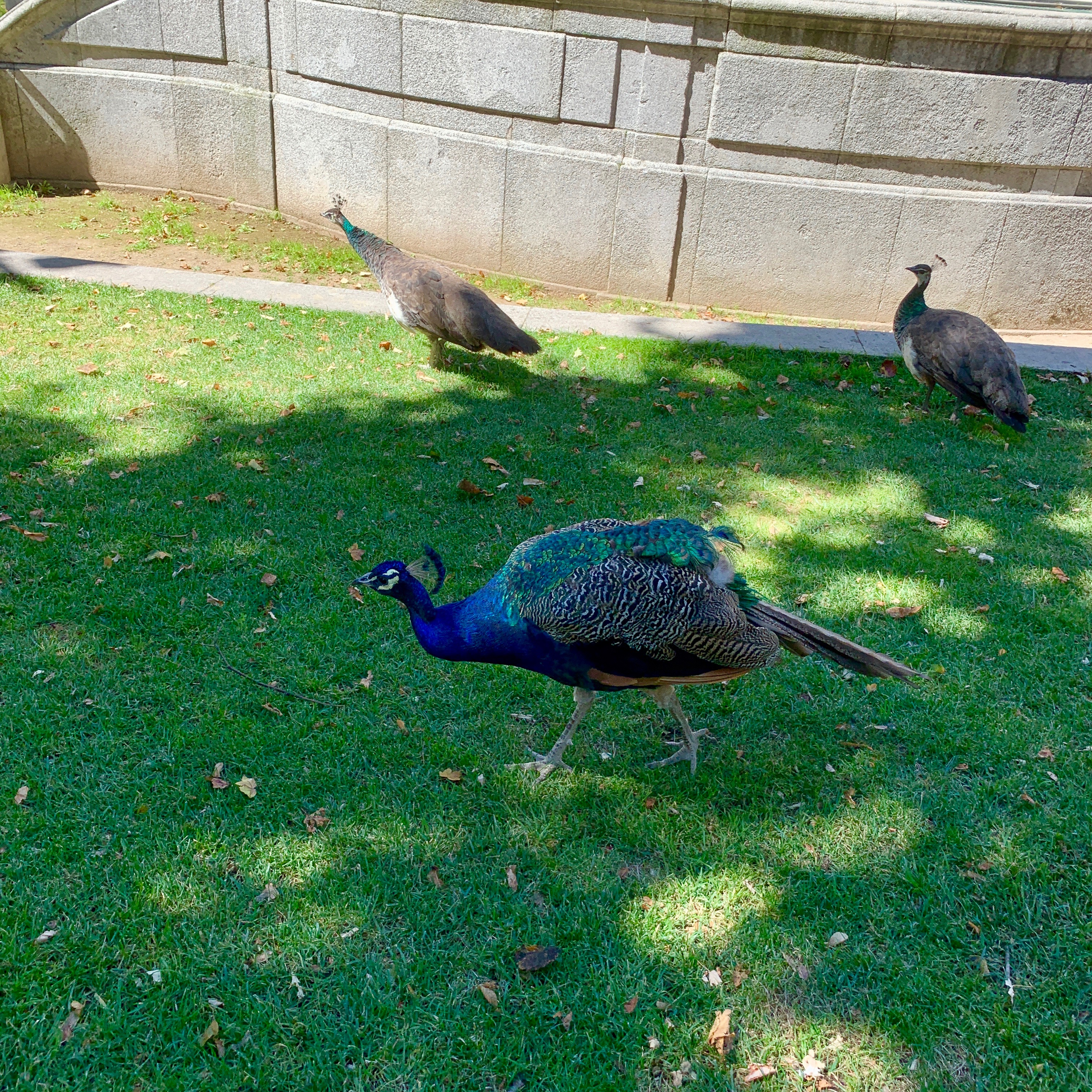 Peacocks at the Crystal Palace Gardens