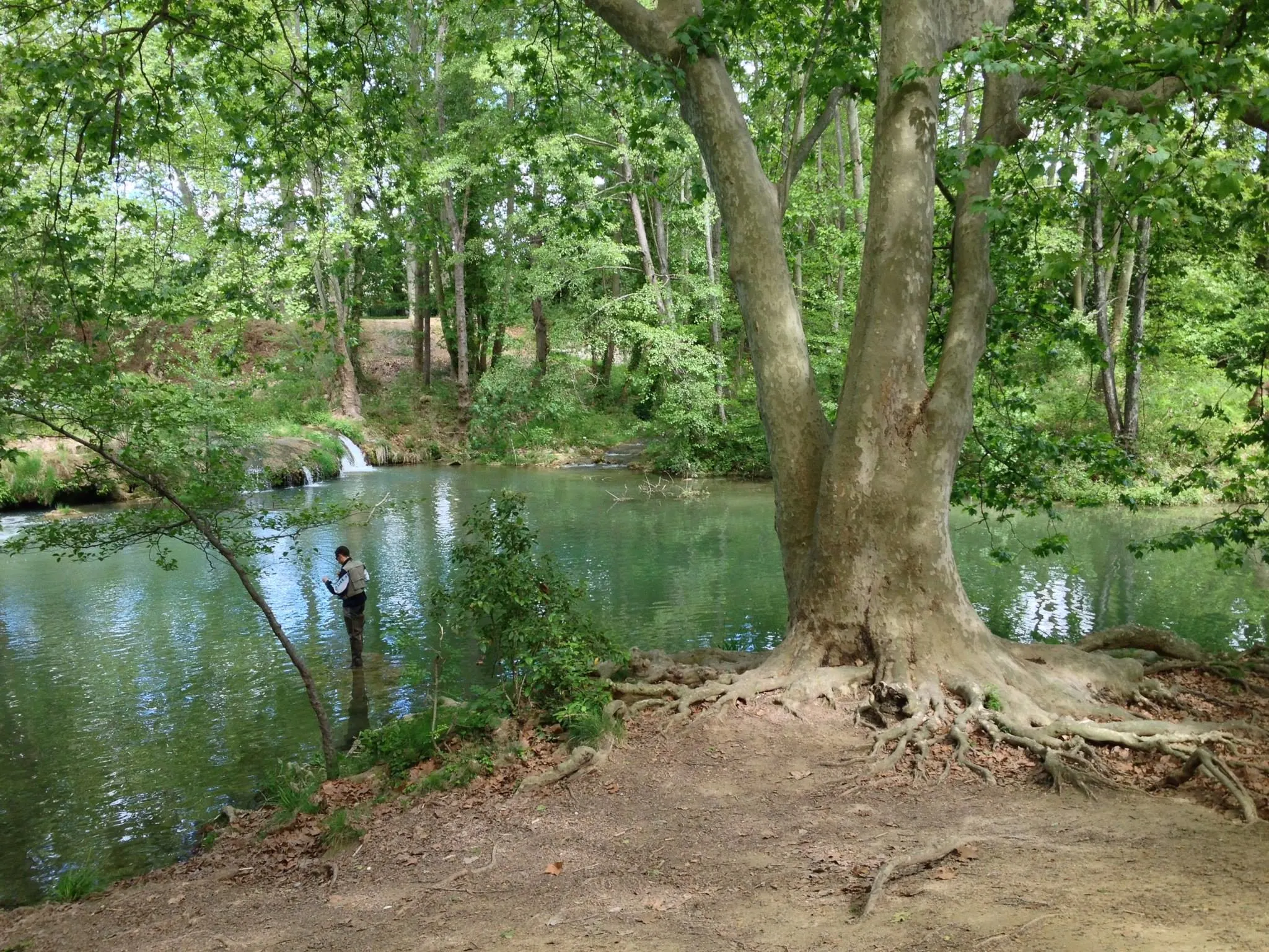 A giant tree next to a blue-green river