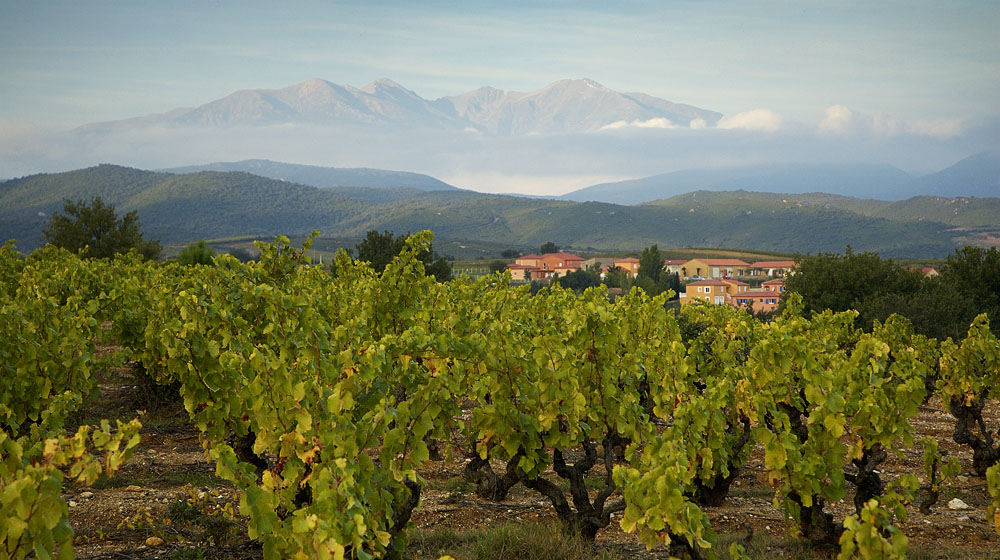 Vineyards in the Languedoc