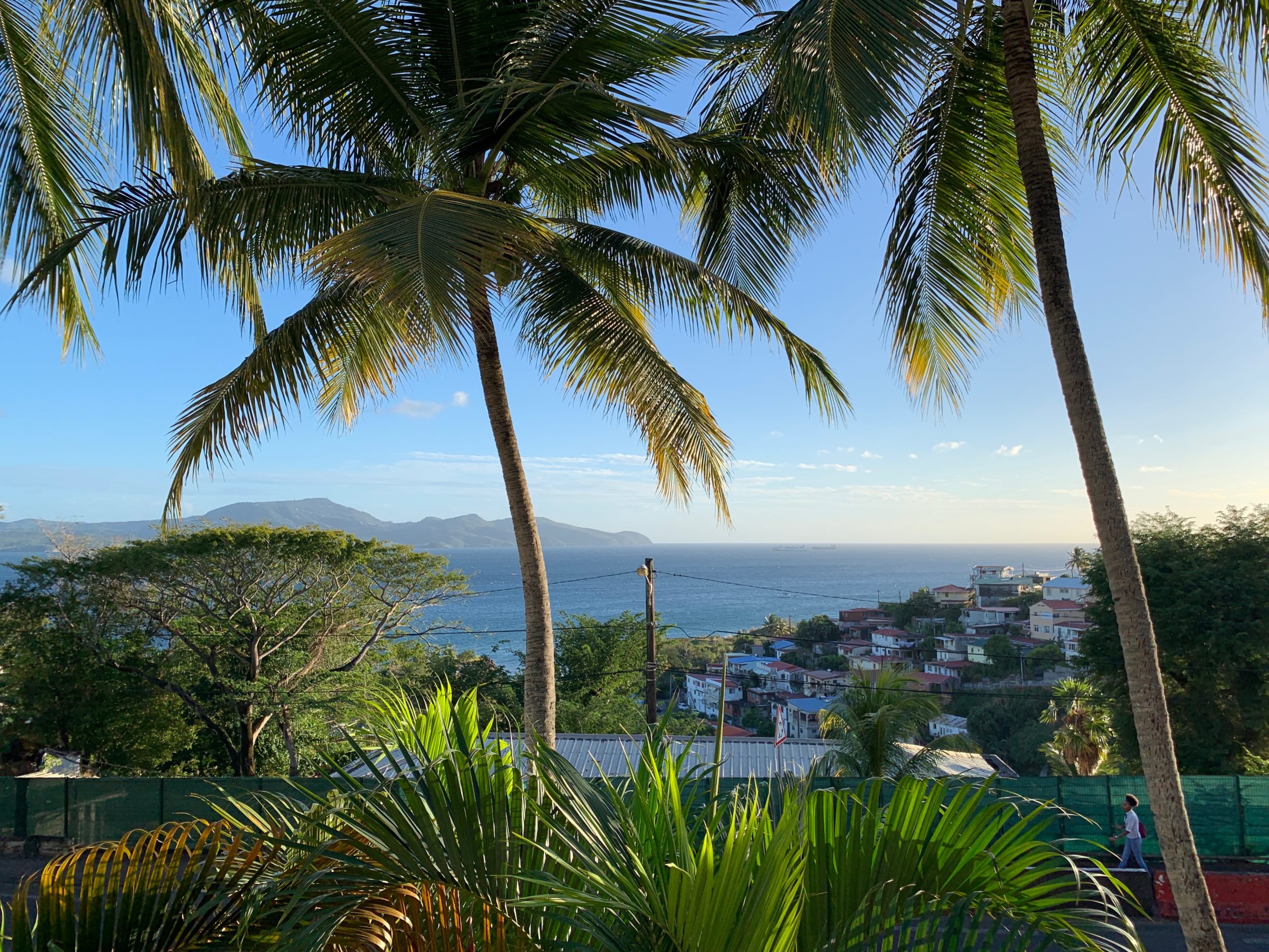 View of palm trees overlooking the bay in Fort-de-France, Martinique