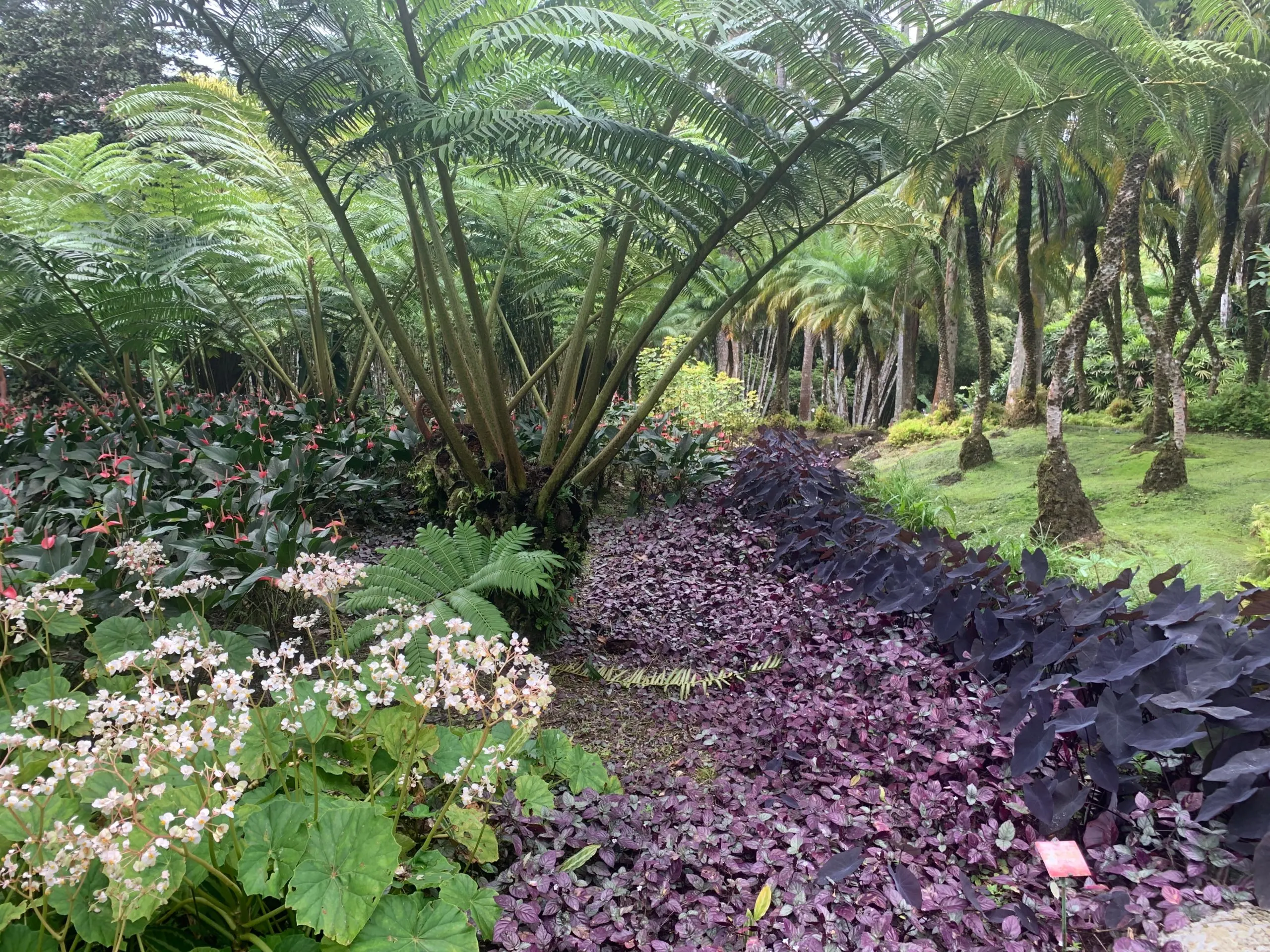 Purple flowers and palm trees at Jardin de Balata (Batala Gardens) in Martinique