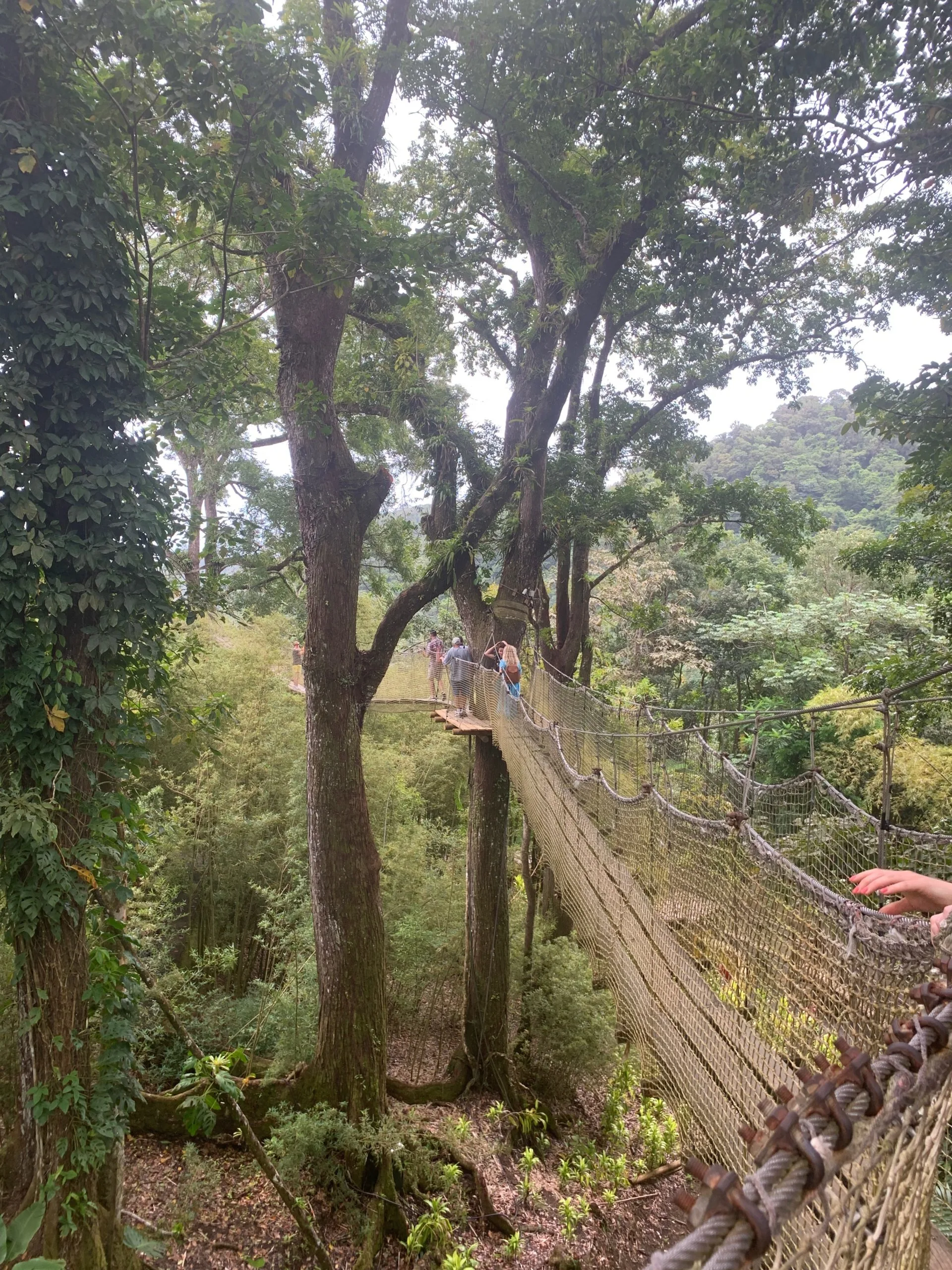 The "treetop view" bridge at Jardin de Balata (Batala Gardens) in Martinique 