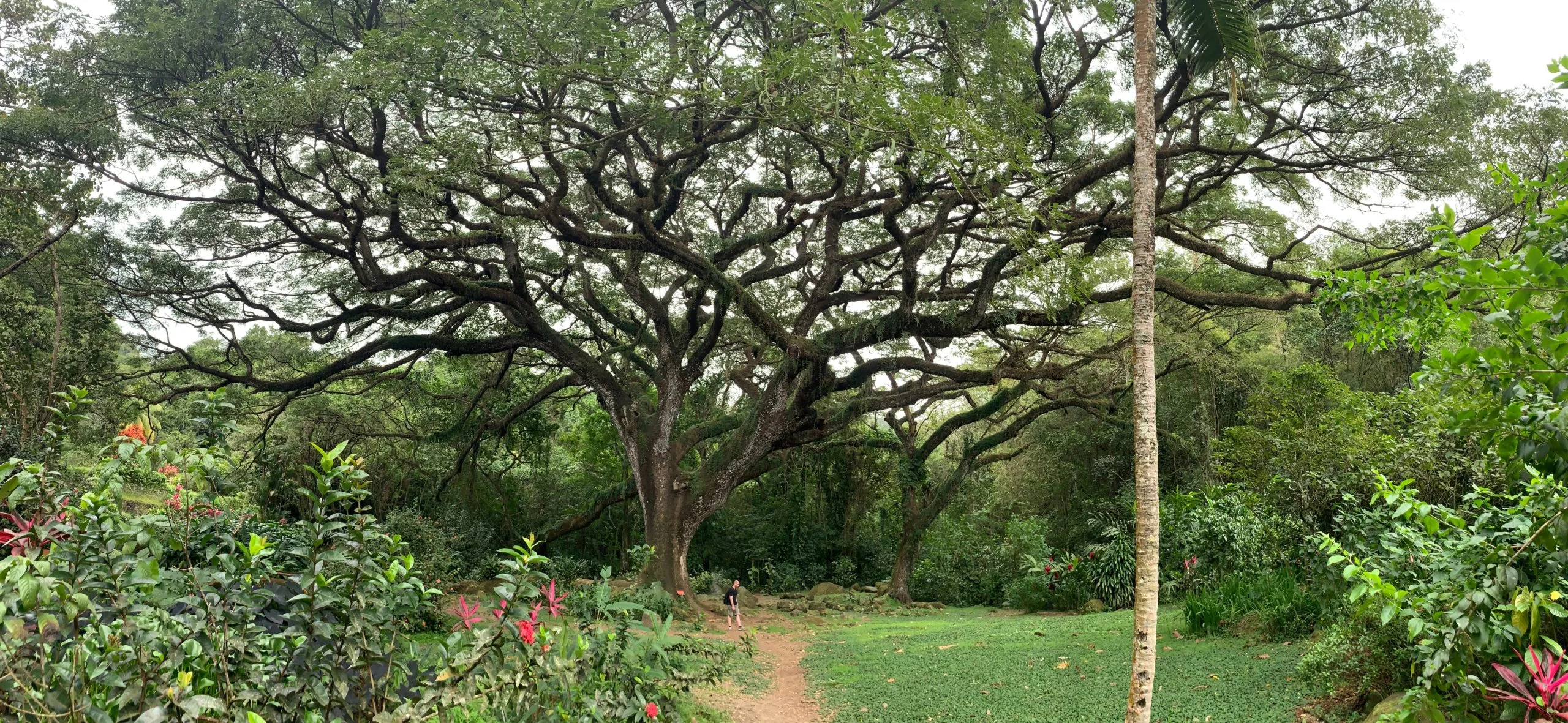 The gorgeous, gigantic tree on Habitation Céron's estate