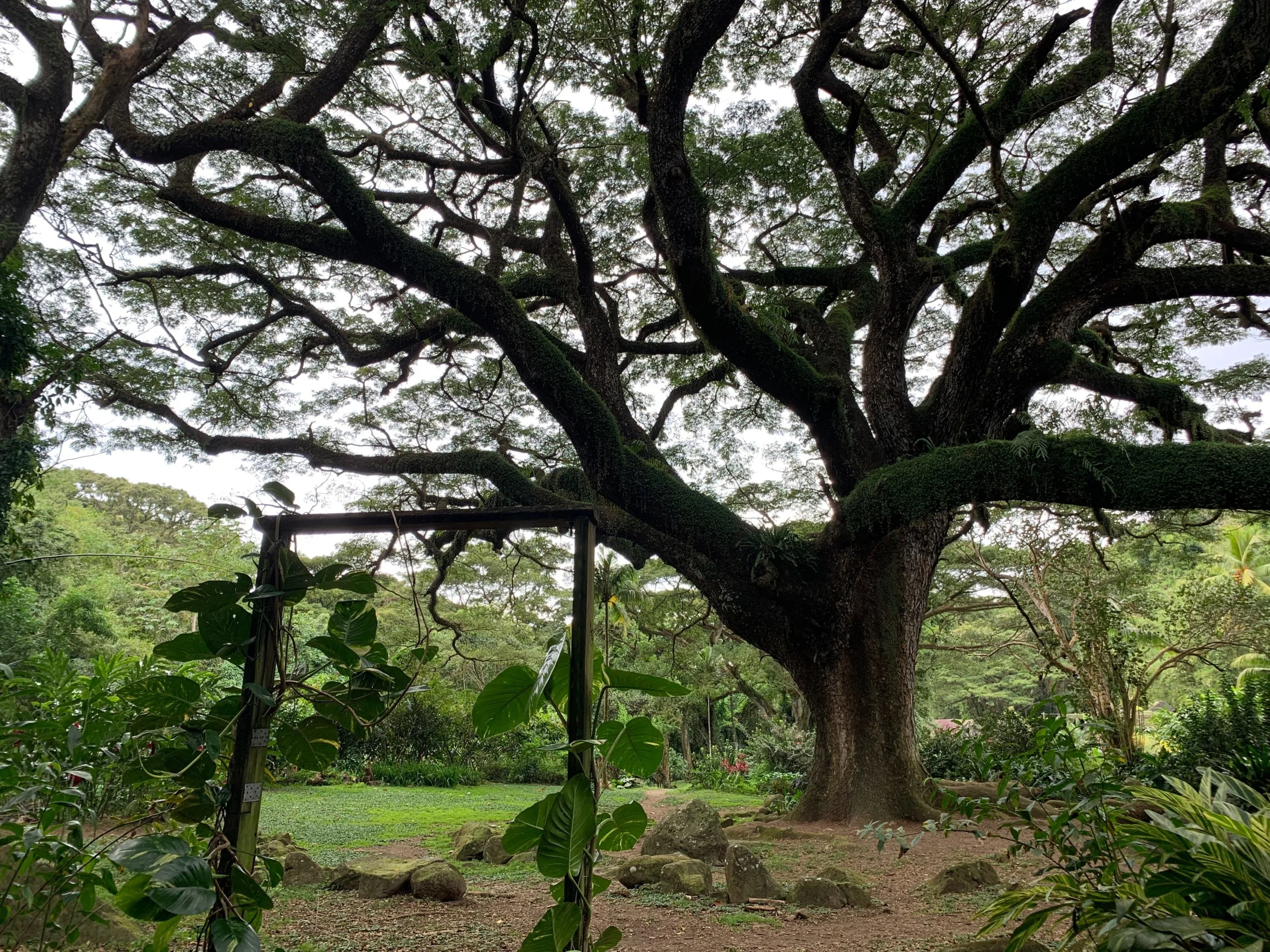 Another view of the mystical, twisted tree at Habitation Céron
