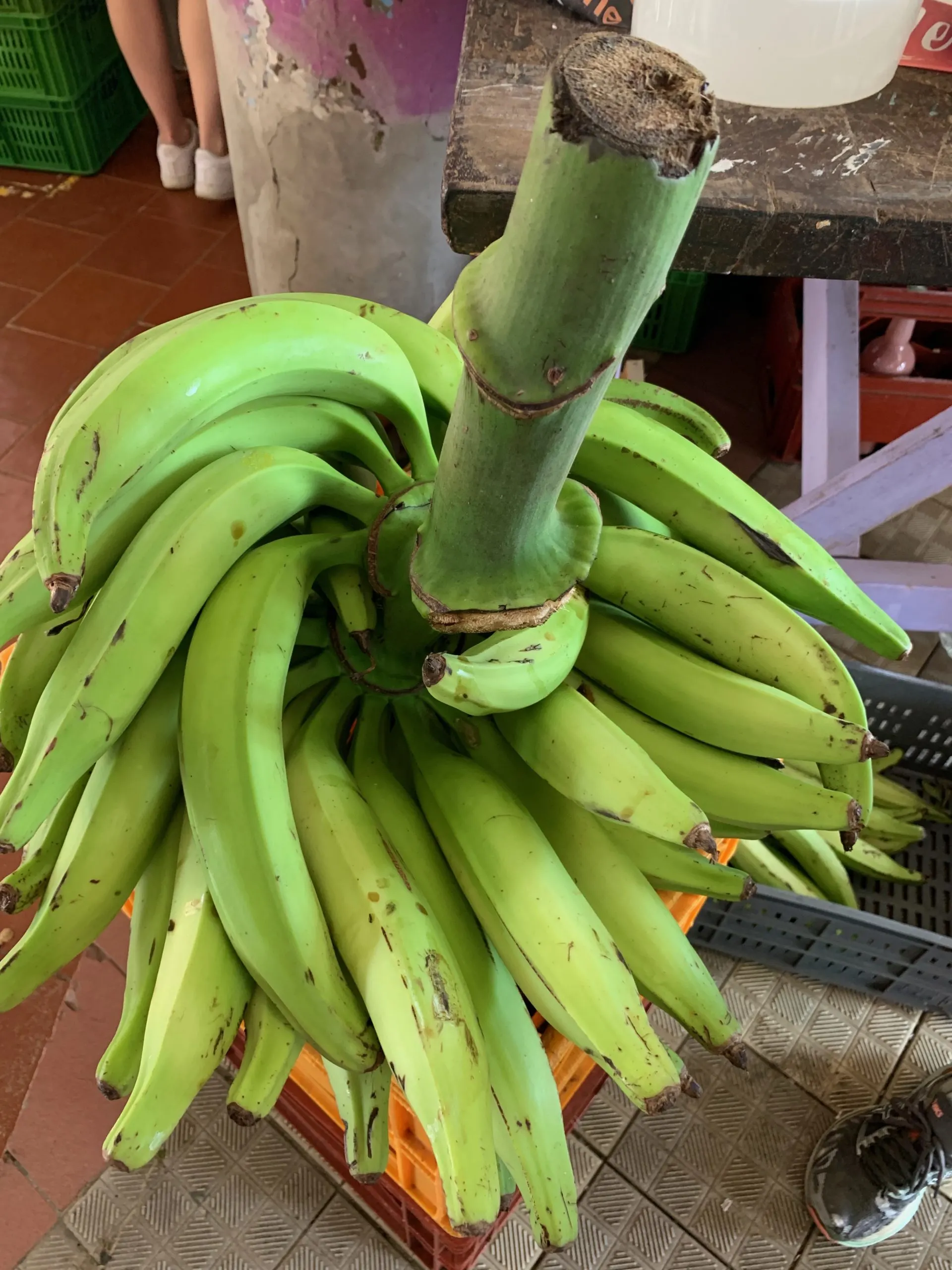 A huge limb of green bananas at the market in Sainte-Anne