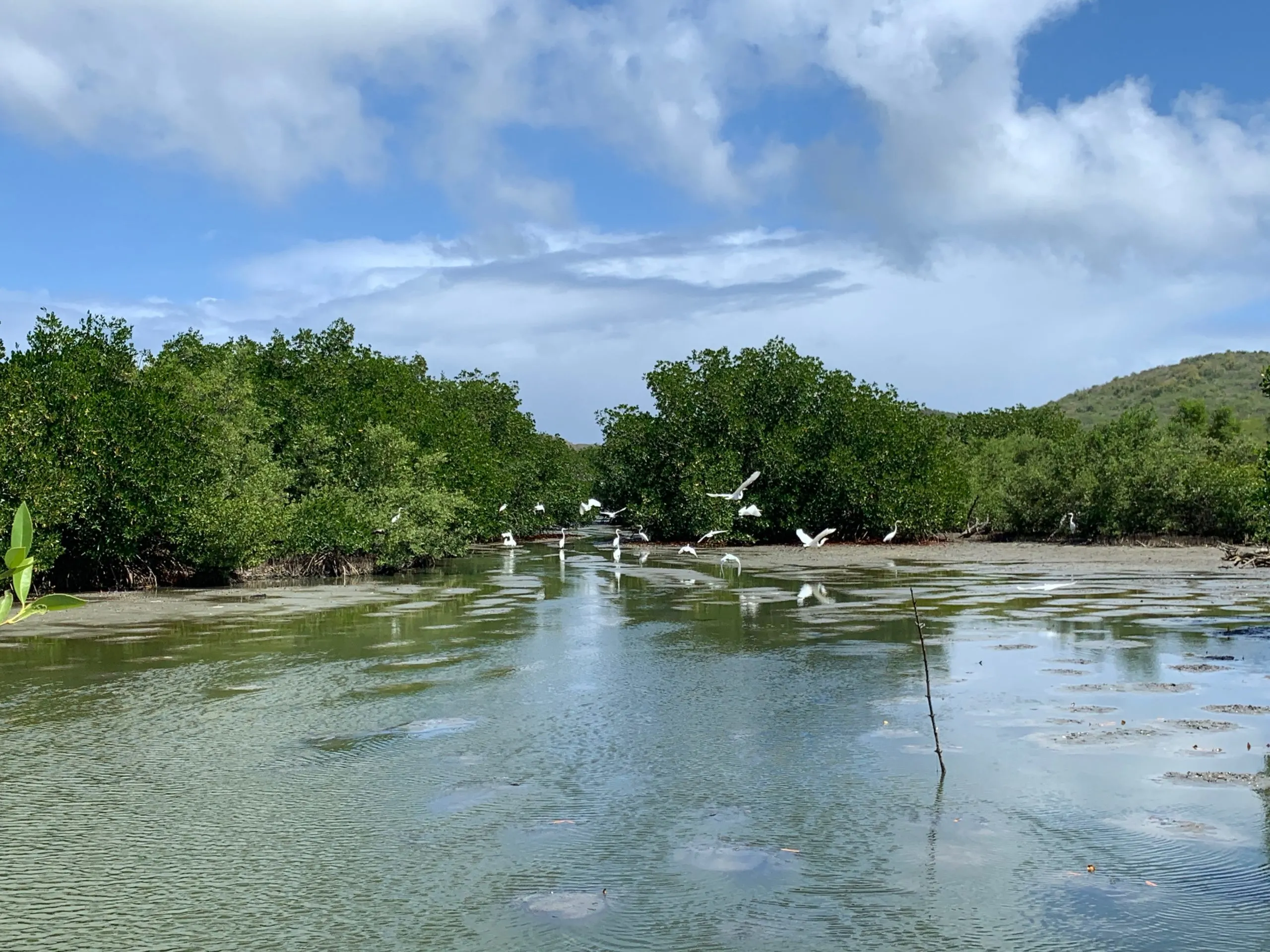 A flock of white birds in a marsh on the walk to Les Salines