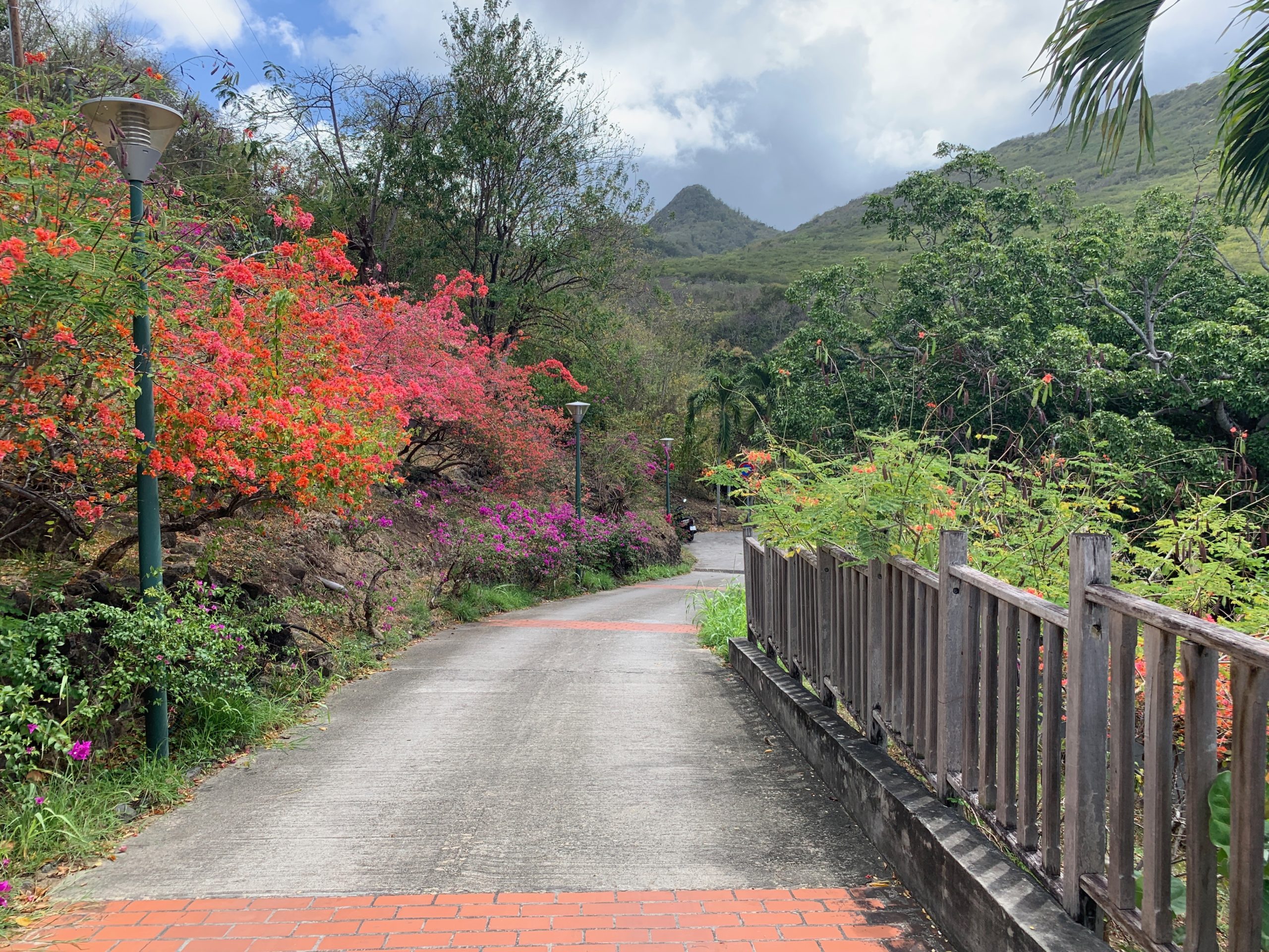 Colorful flowers and green mountains on the path down to Anse Dufour in Les Anses d'Arlet