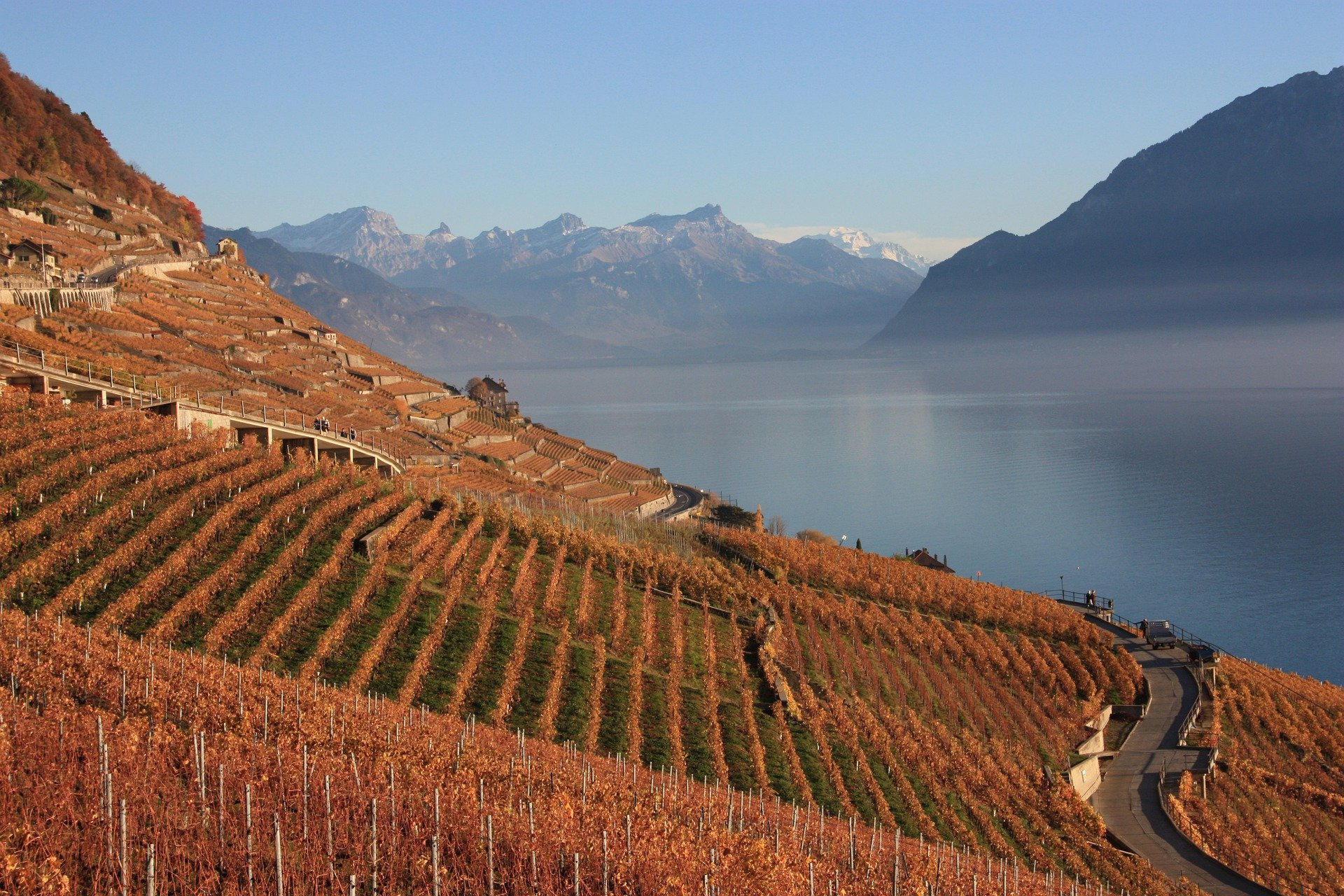Vineyards overlooking mountains and a lake in Switzerland -- a truly amazing wine experience :)