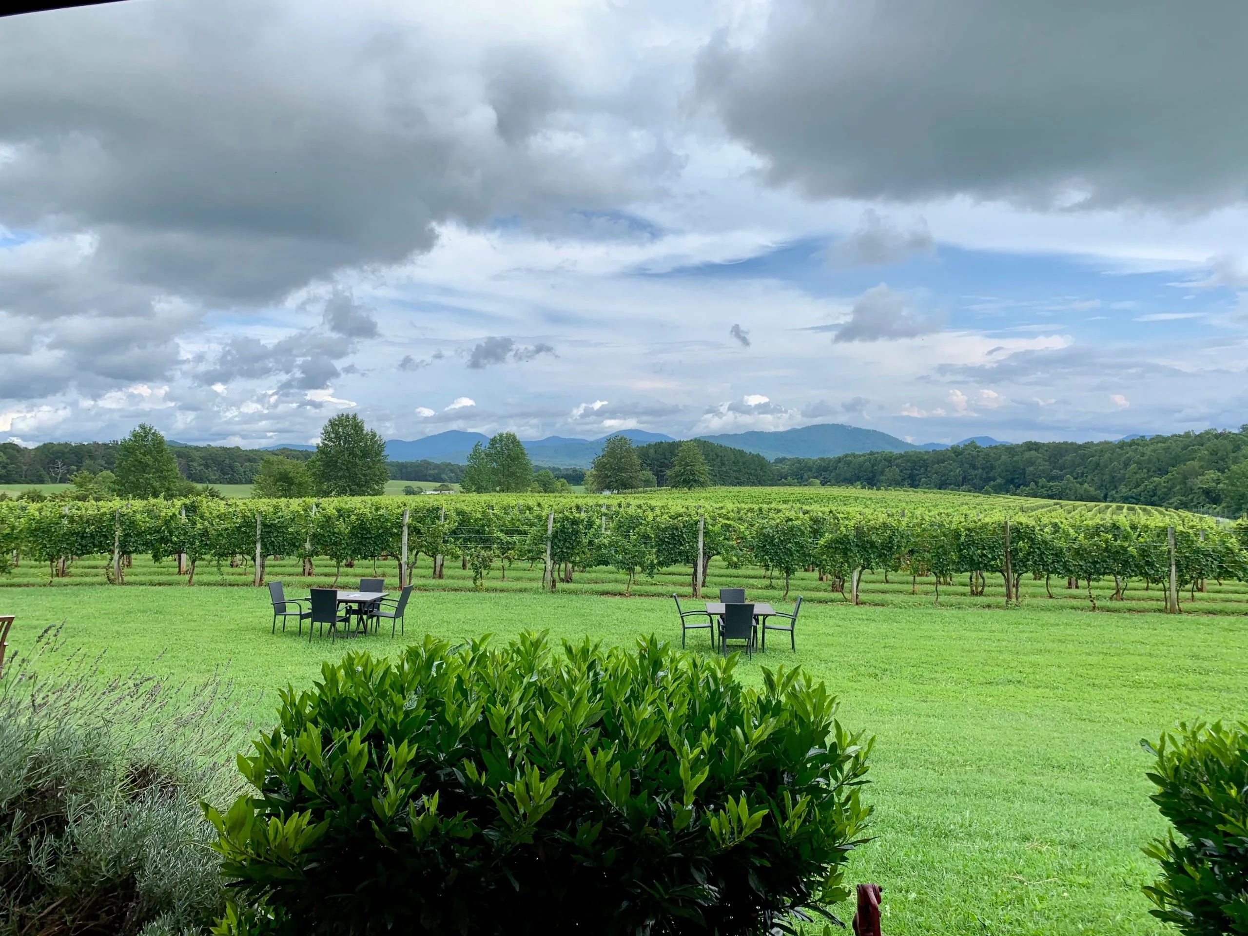 Vibrant, green vines with mountains far in the background at Afton Mountain Vineyards