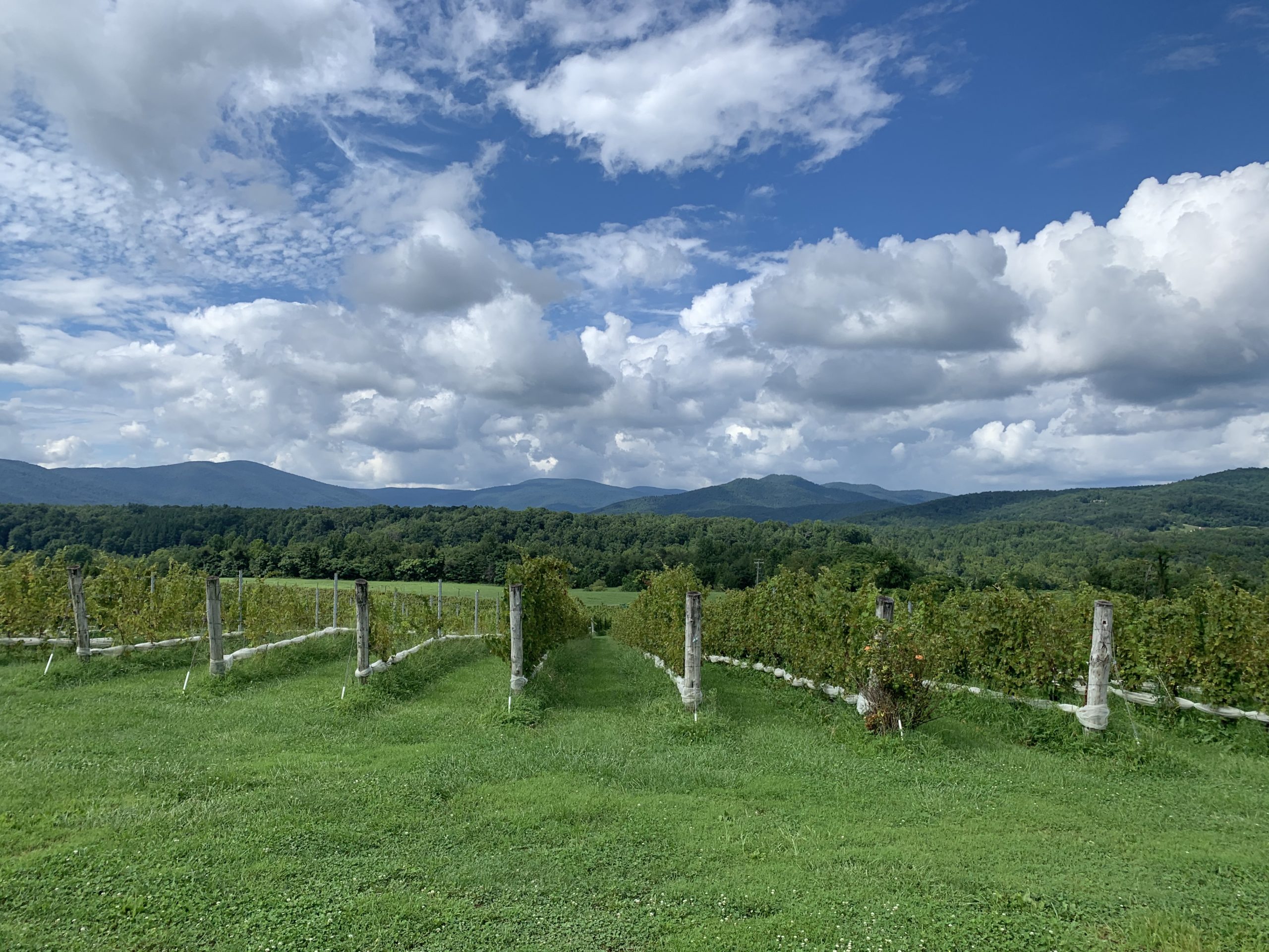 Rows of vines with the Blue Ridge Mountains int the background