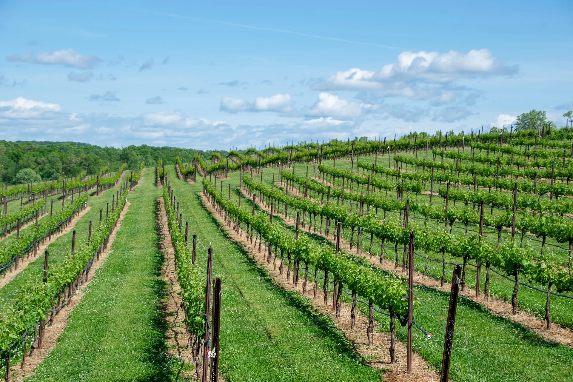 Vines in Bordeaux